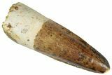 Fossil Spinosaurus Tooth - Real Dinosaur Tooth #305601-1